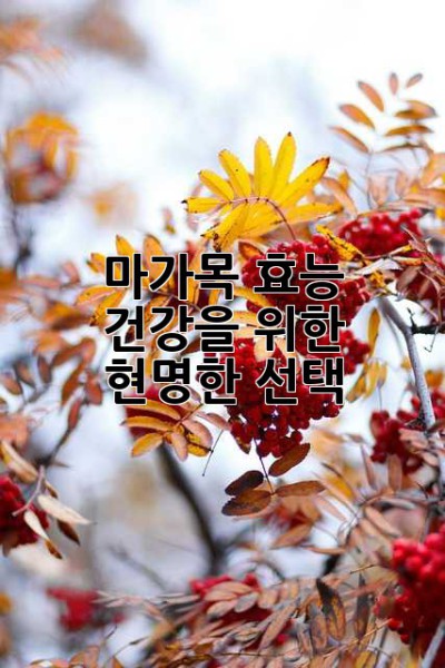 마가목 효능: 건강을 위한 현명한 선택