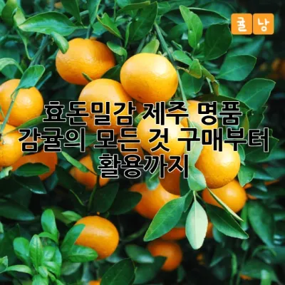 효돈밀감: 제주 명품 감귤의 모든 것, 구매부터 활용까지!